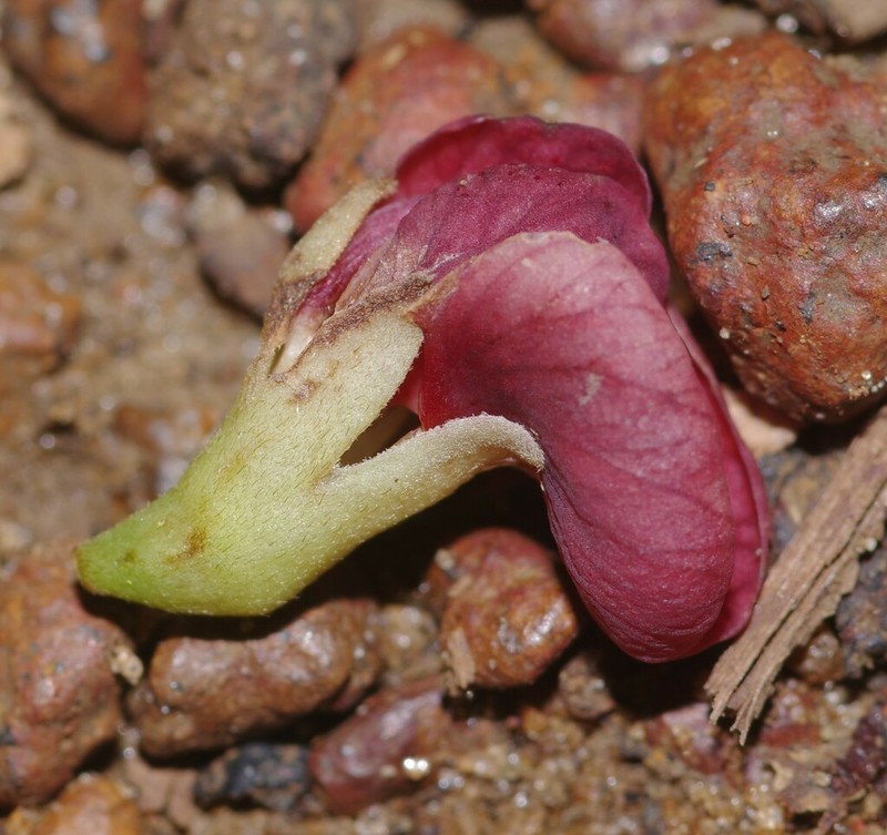 Limadendron hostmannii photo 4