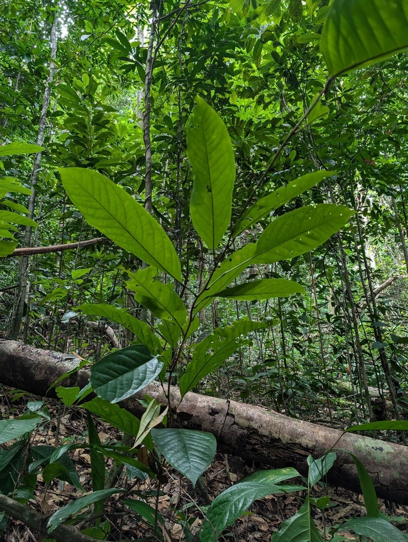 Limadendron hostmannii photo 5