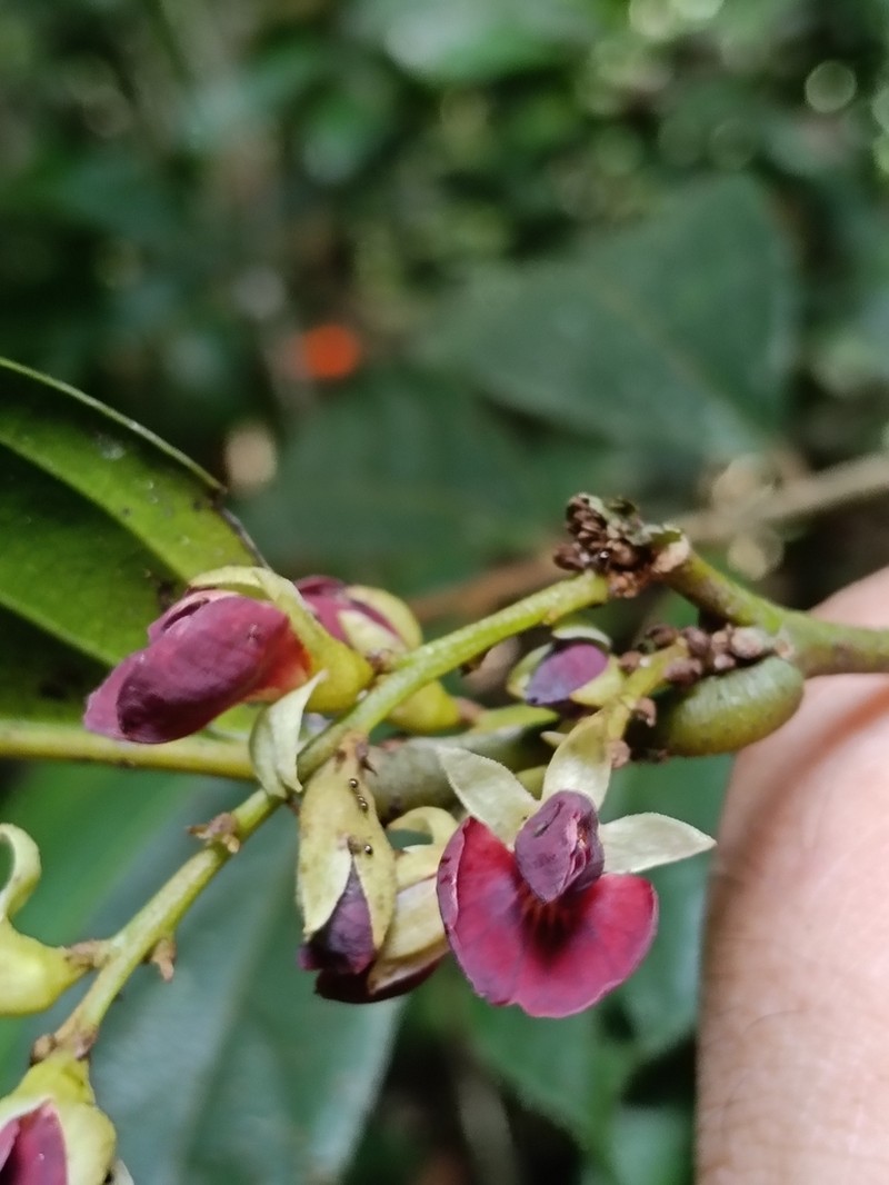 Limadendron hostmannii photo 6