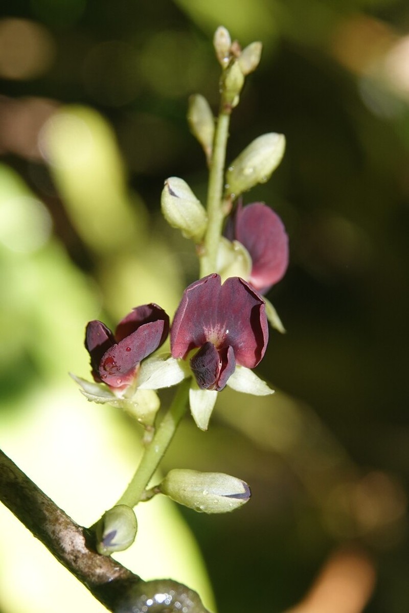 Limadendron hostmannii photo 7