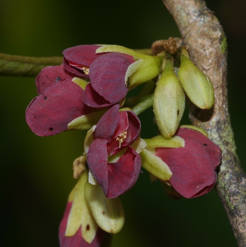 Limadendron hostmannii photo 8