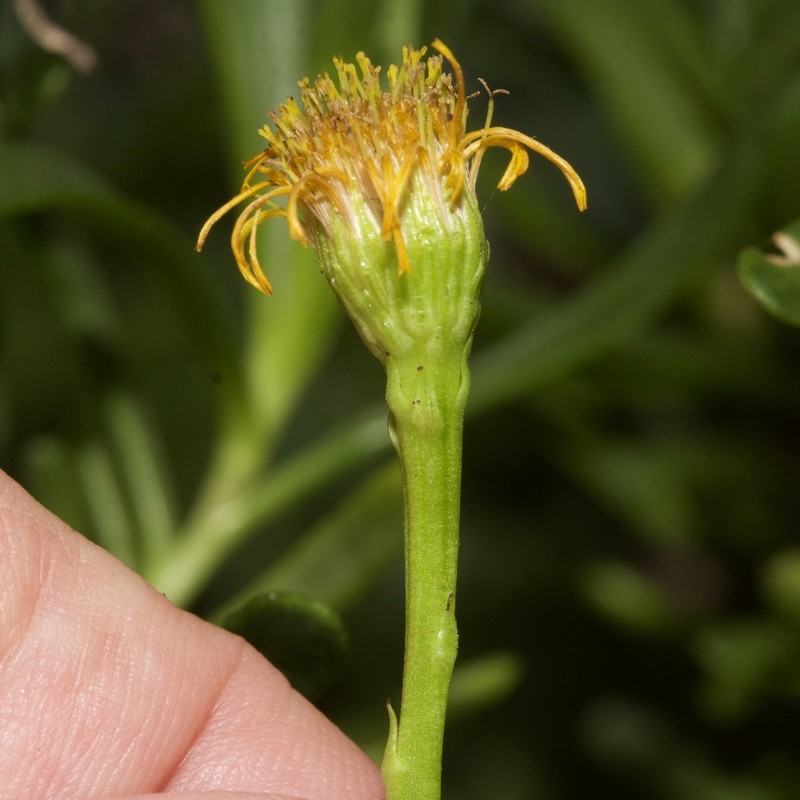 Limbarda crithmoides