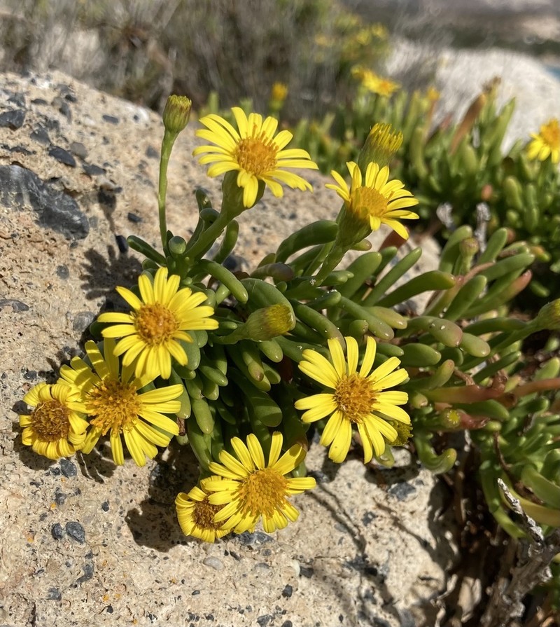 Limbarda crithmoides photo 2