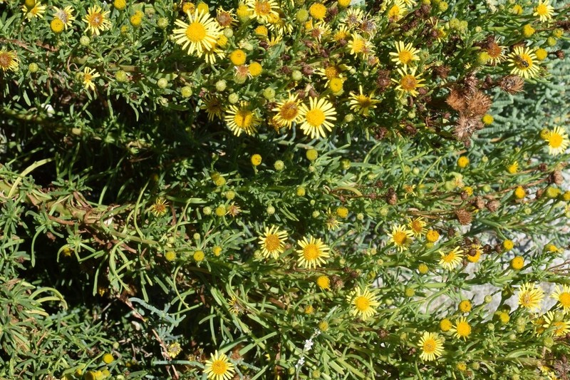 Limbarda crithmoides photo 3