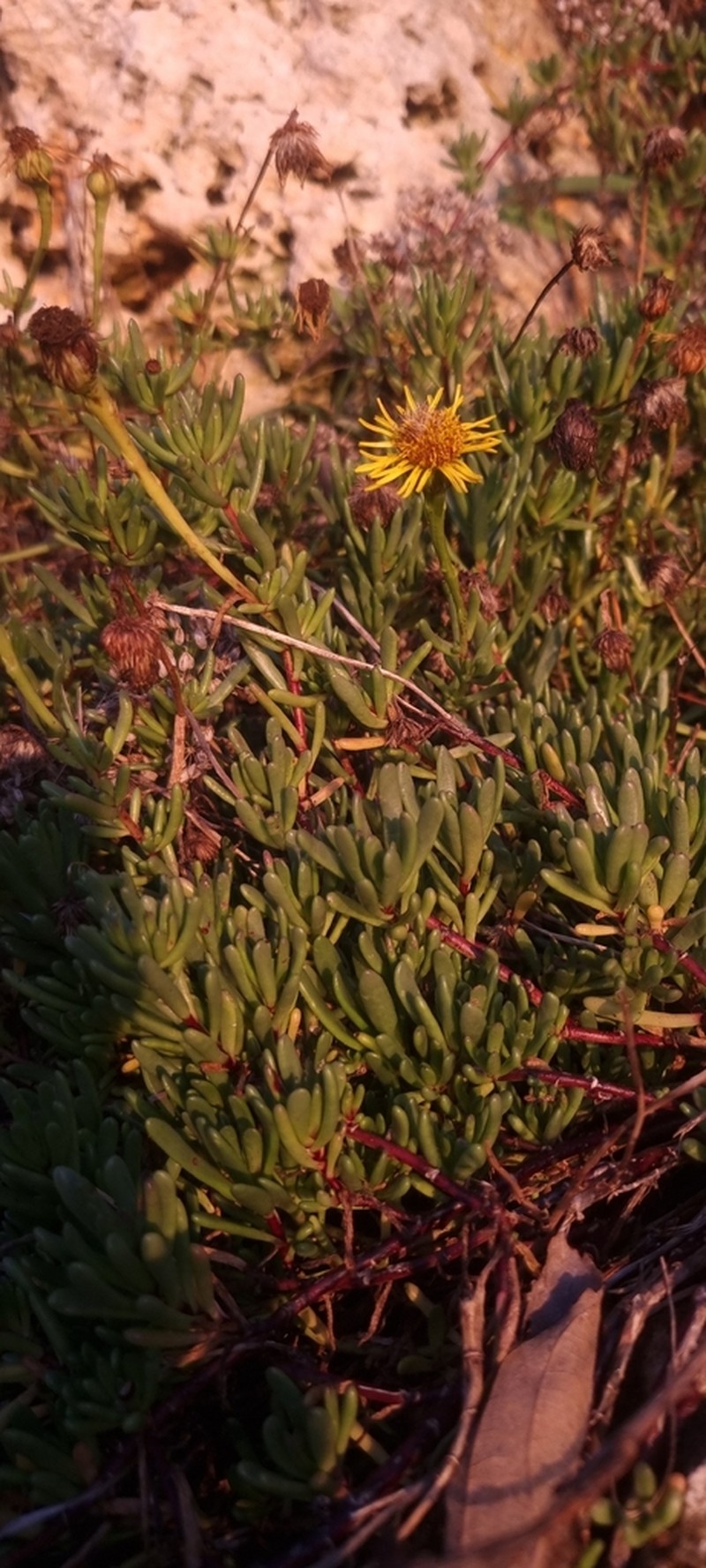Limbarda crithmoides photo 4