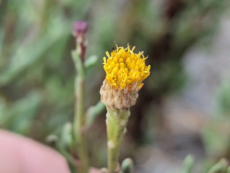 Limbarda crithmoides photo 5