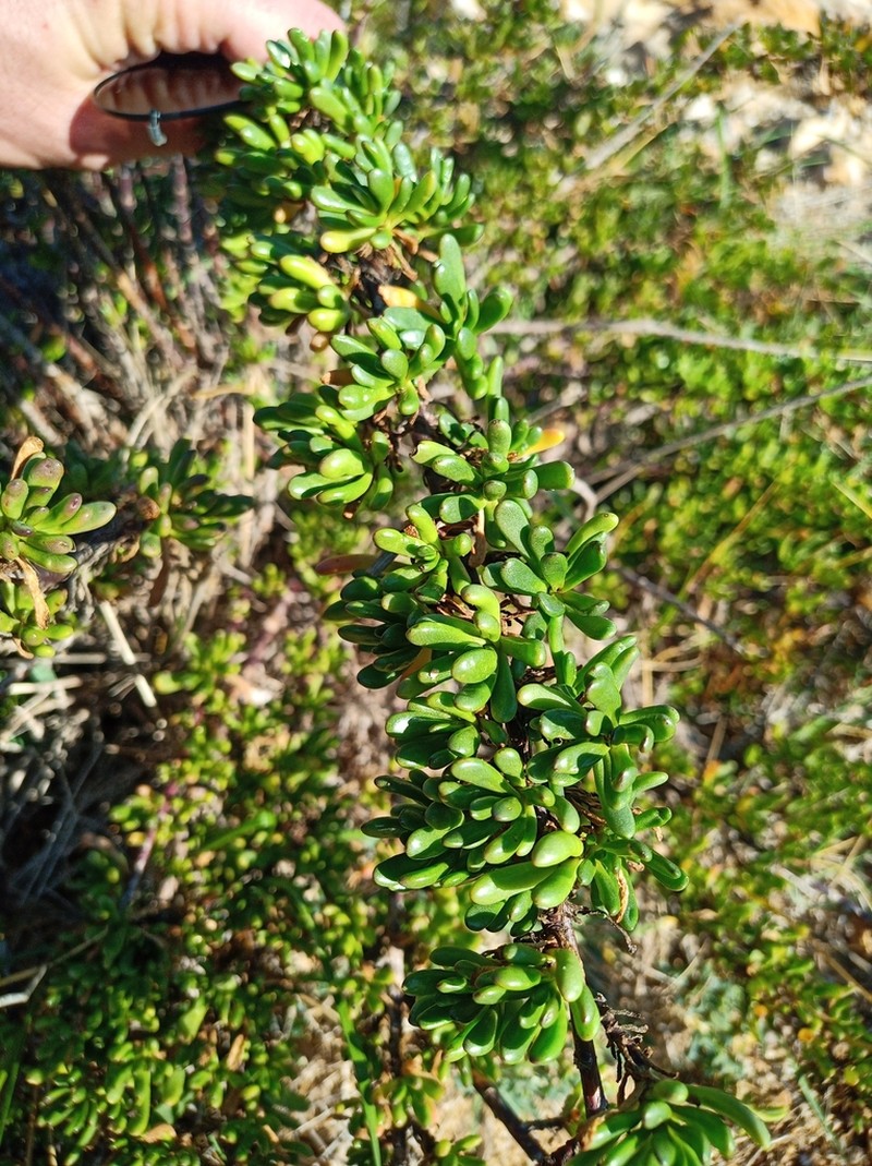 Limbarda crithmoides photo 6
