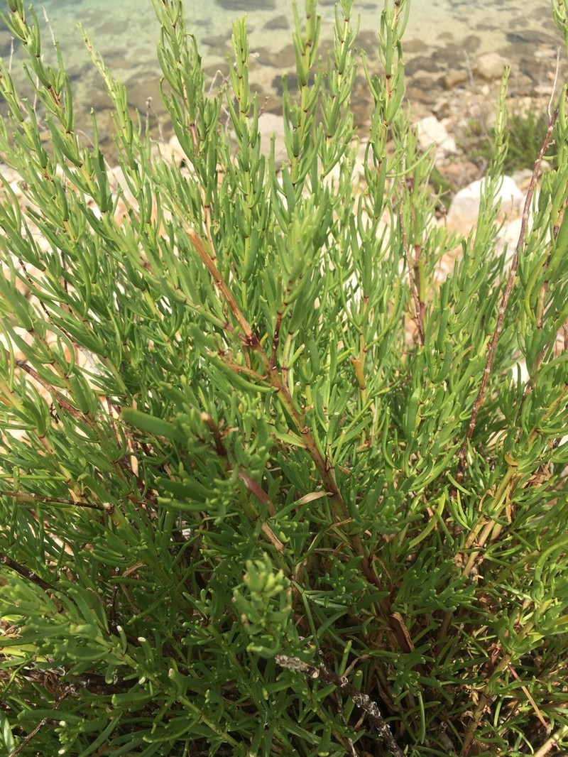 Limbarda crithmoides photo 7