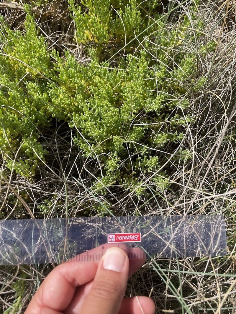 Limbarda crithmoides photo 8