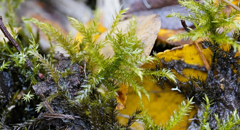 Frye's Limbella Moss