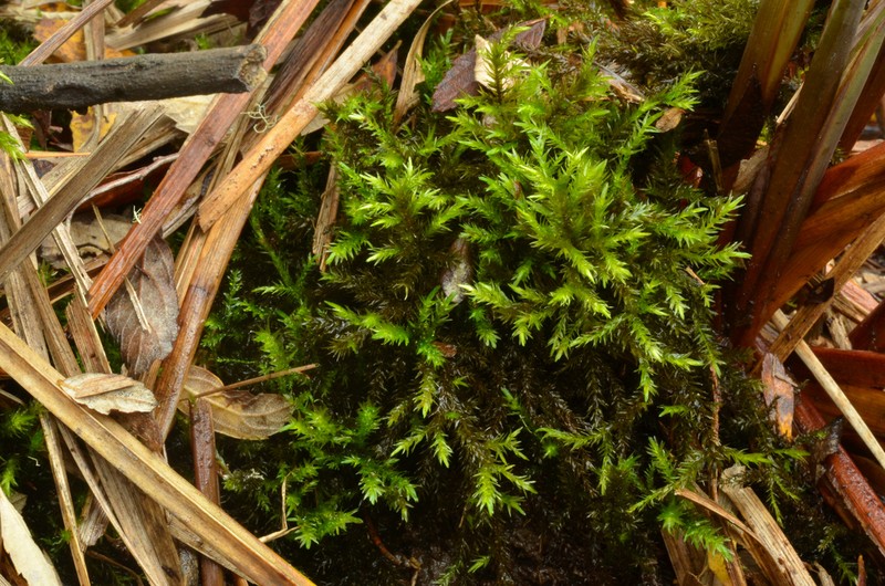 Frye's Limbella Moss photo 2
