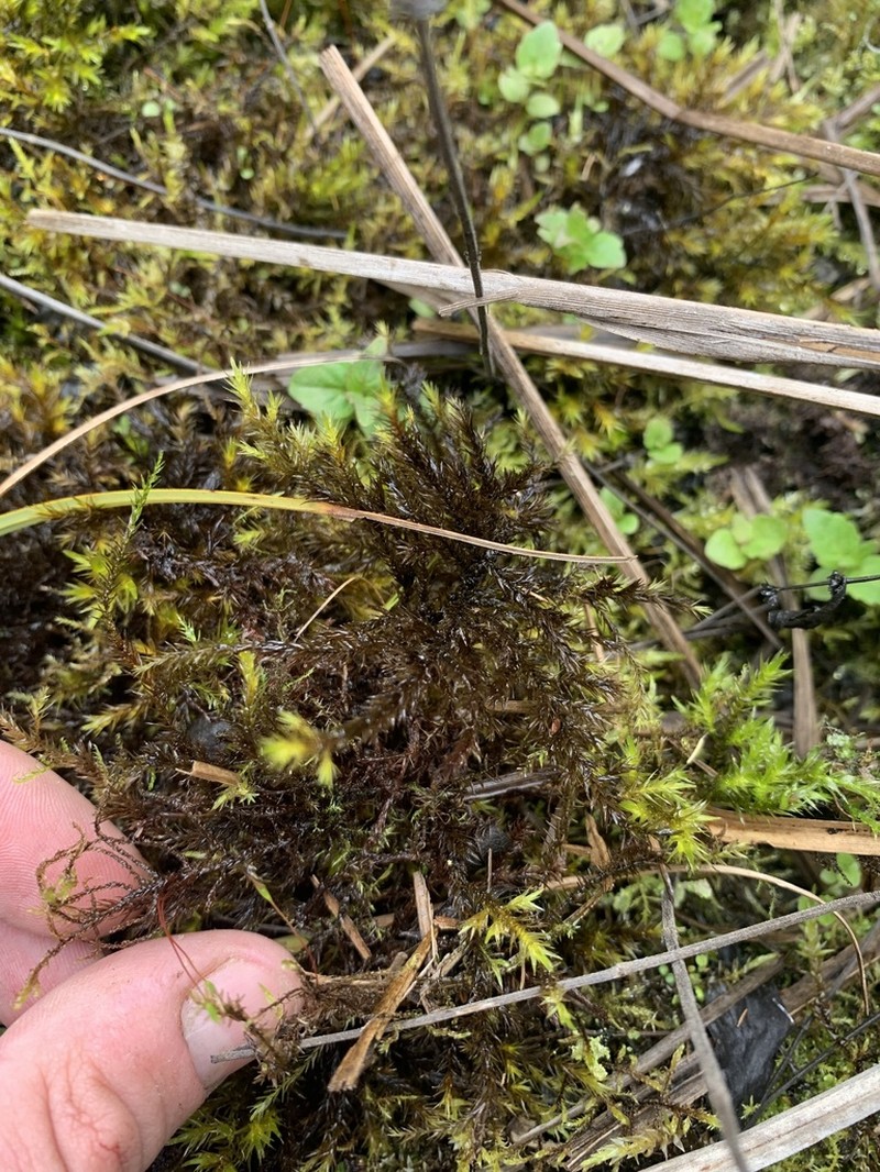 Frye's Limbella Moss photo 3