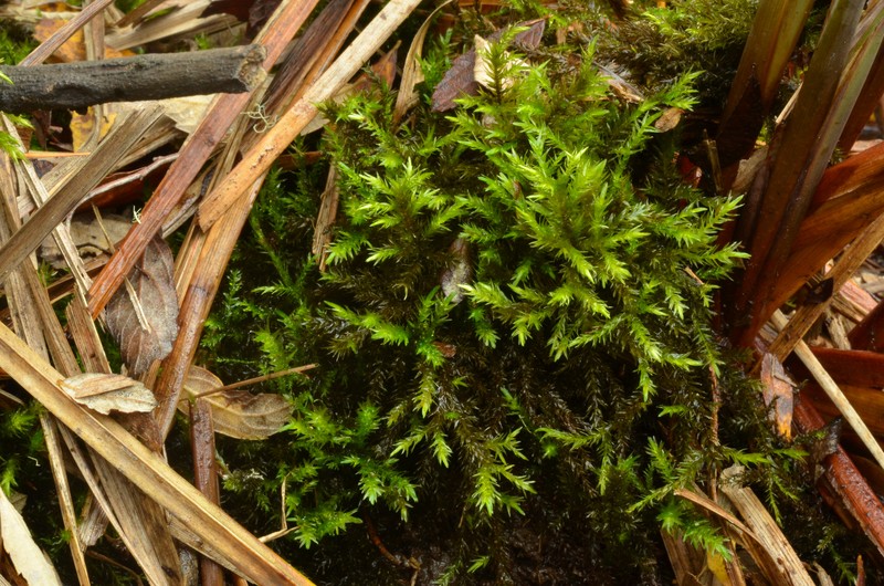 Frye's Limbella Moss photo 5
