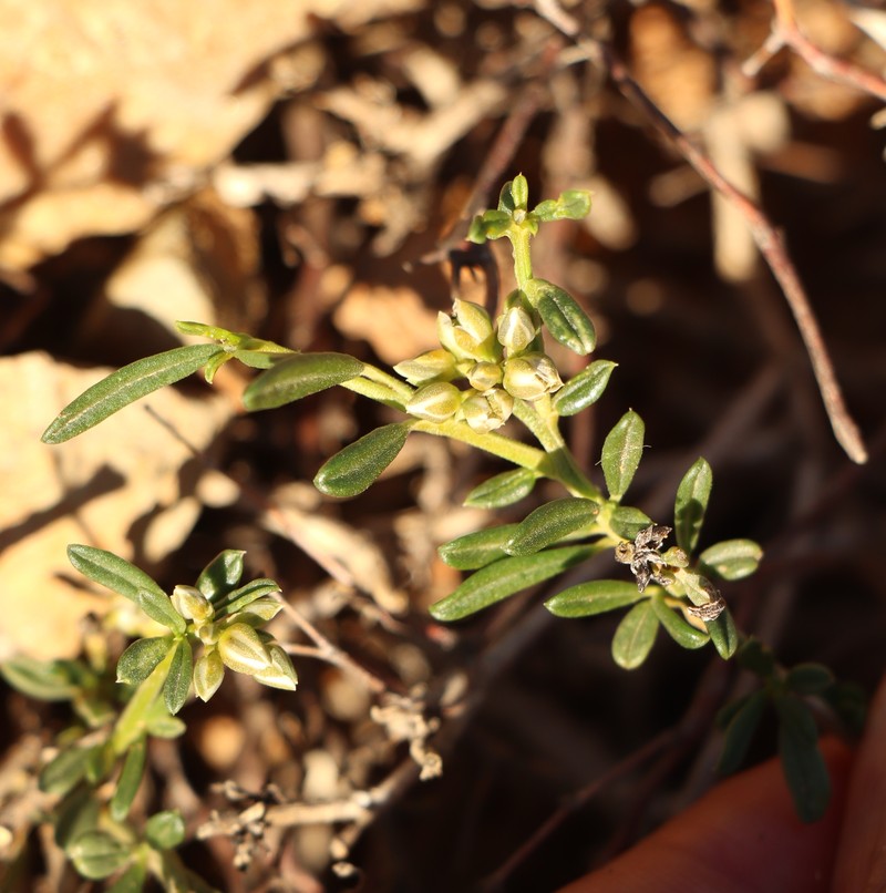 Limeum aethiopicum var. aethiopicum