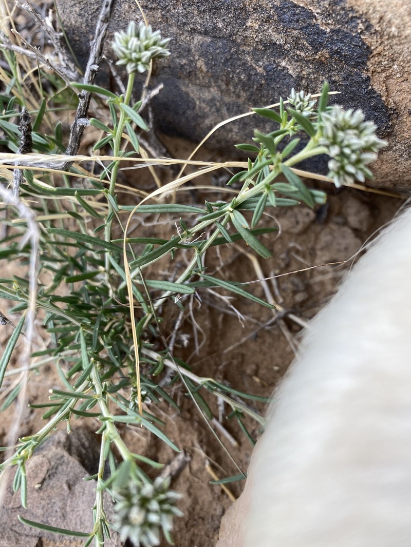 Limeum aethiopicum var. aethiopicum photo 2