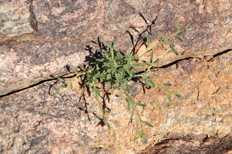 Limeum aethiopicum var. aethiopicum photo 3