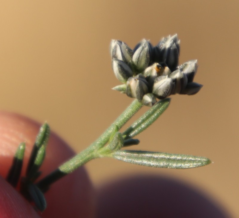 Limeum aethiopicum var. aethiopicum photo 4