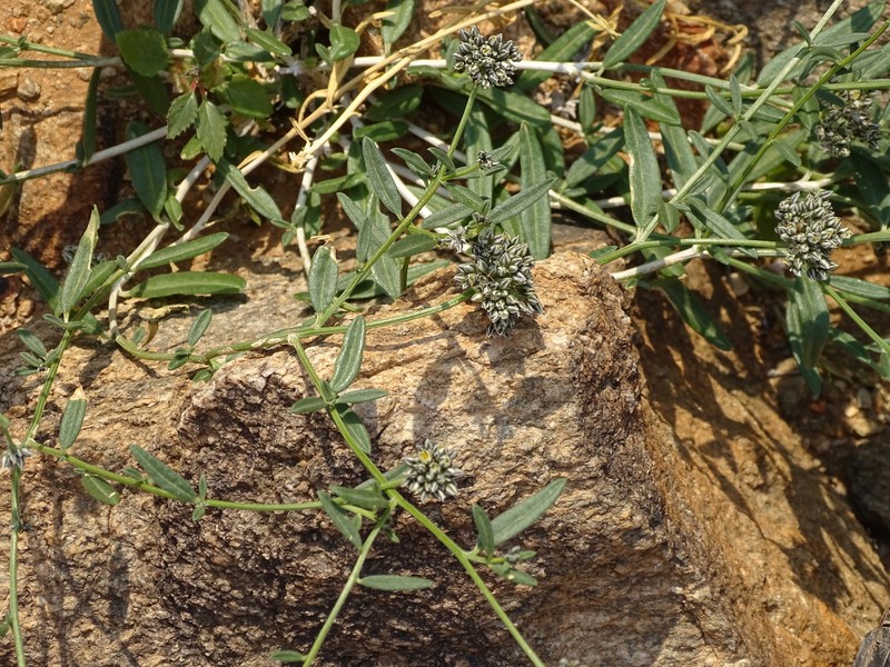 Limeum aethiopicum var. glabrum