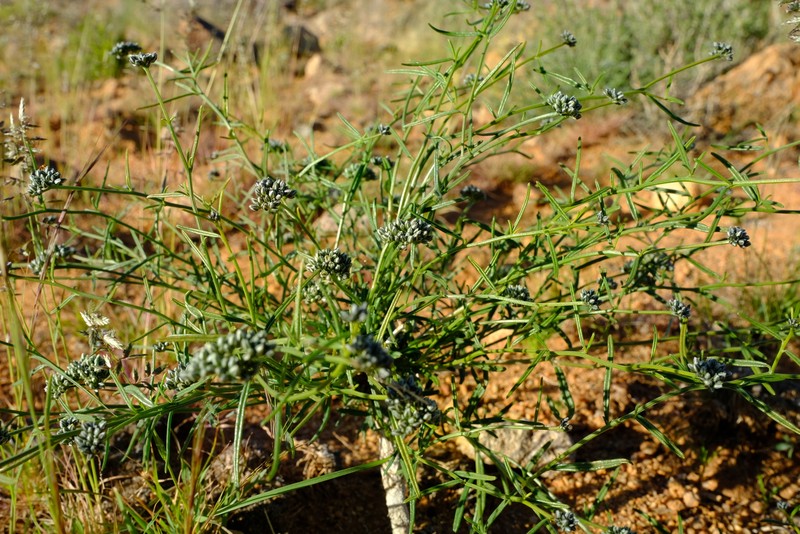 Limeum aethiopicum var. glabrum photo 2