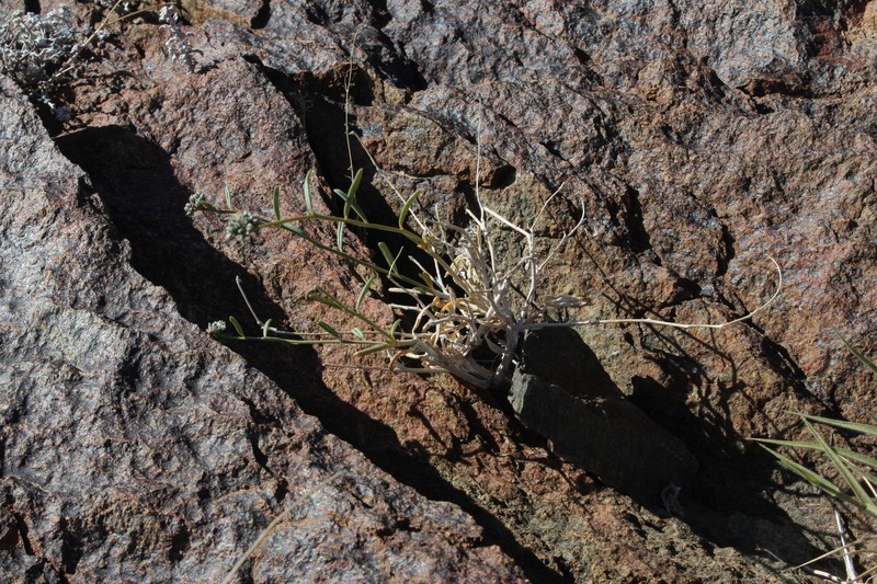 Limeum aethiopicum var. glabrum photo 3
