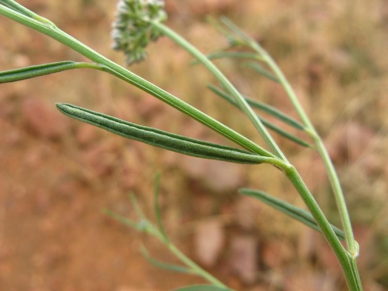 Limeum aethiopicum var. glabrum photo 4