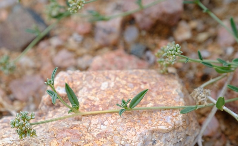 Limeum aethiopicum var. lanceolatum