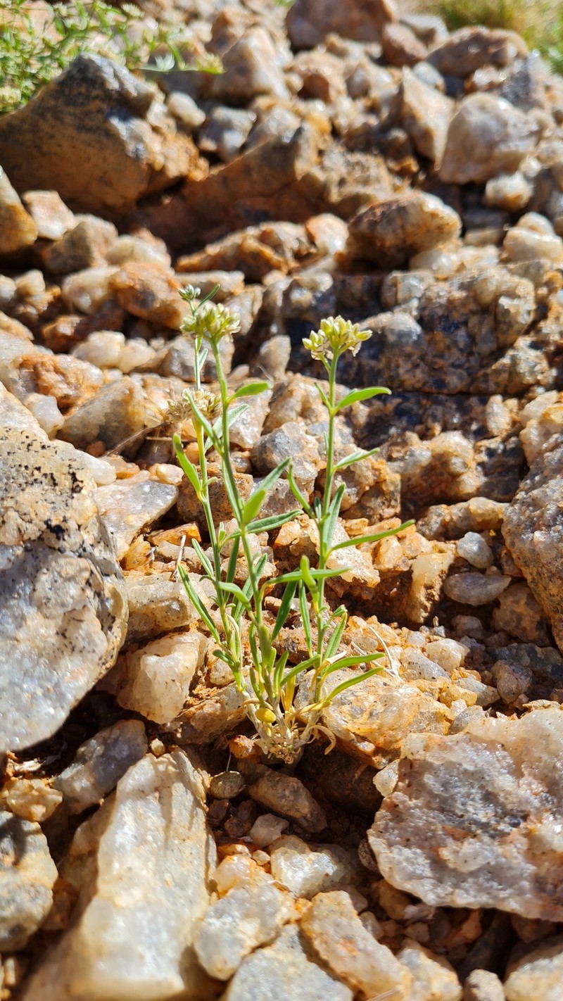Limeum aethiopicum var. lanceolatum photo 2