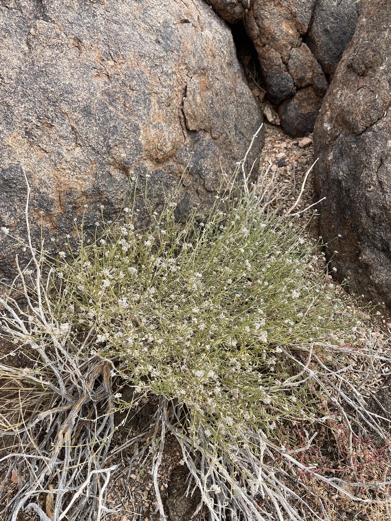 Limeum aethiopicum var. lanceolatum photo 3