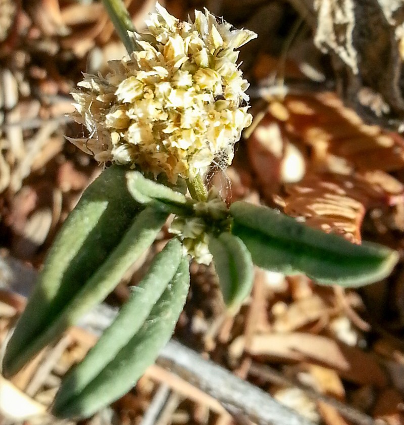 Limeum aethiopicum var. lanceolatum photo 4