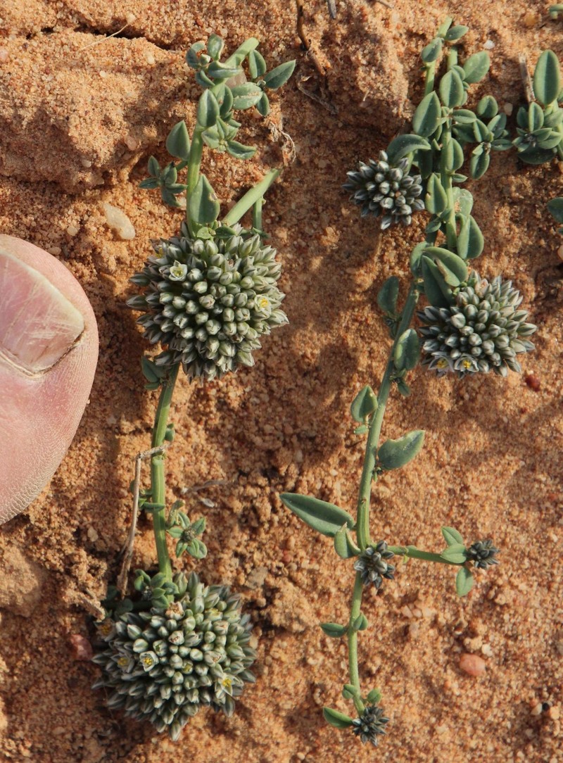 Limeum africanum subsp. africanum