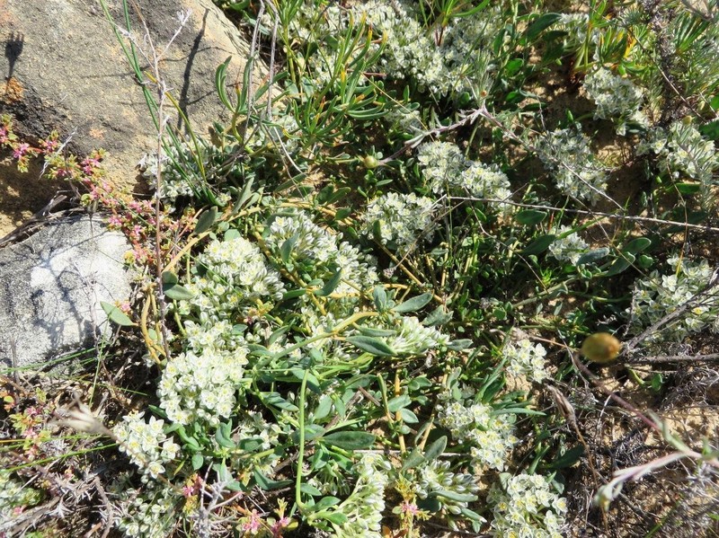 Limeum africanum subsp. africanum photo 2