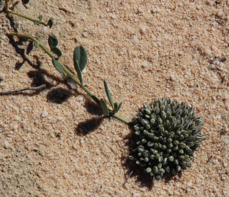 Limeum africanum subsp. africanum photo 3