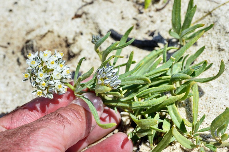 Limeum africanum subsp. africanum photo 4