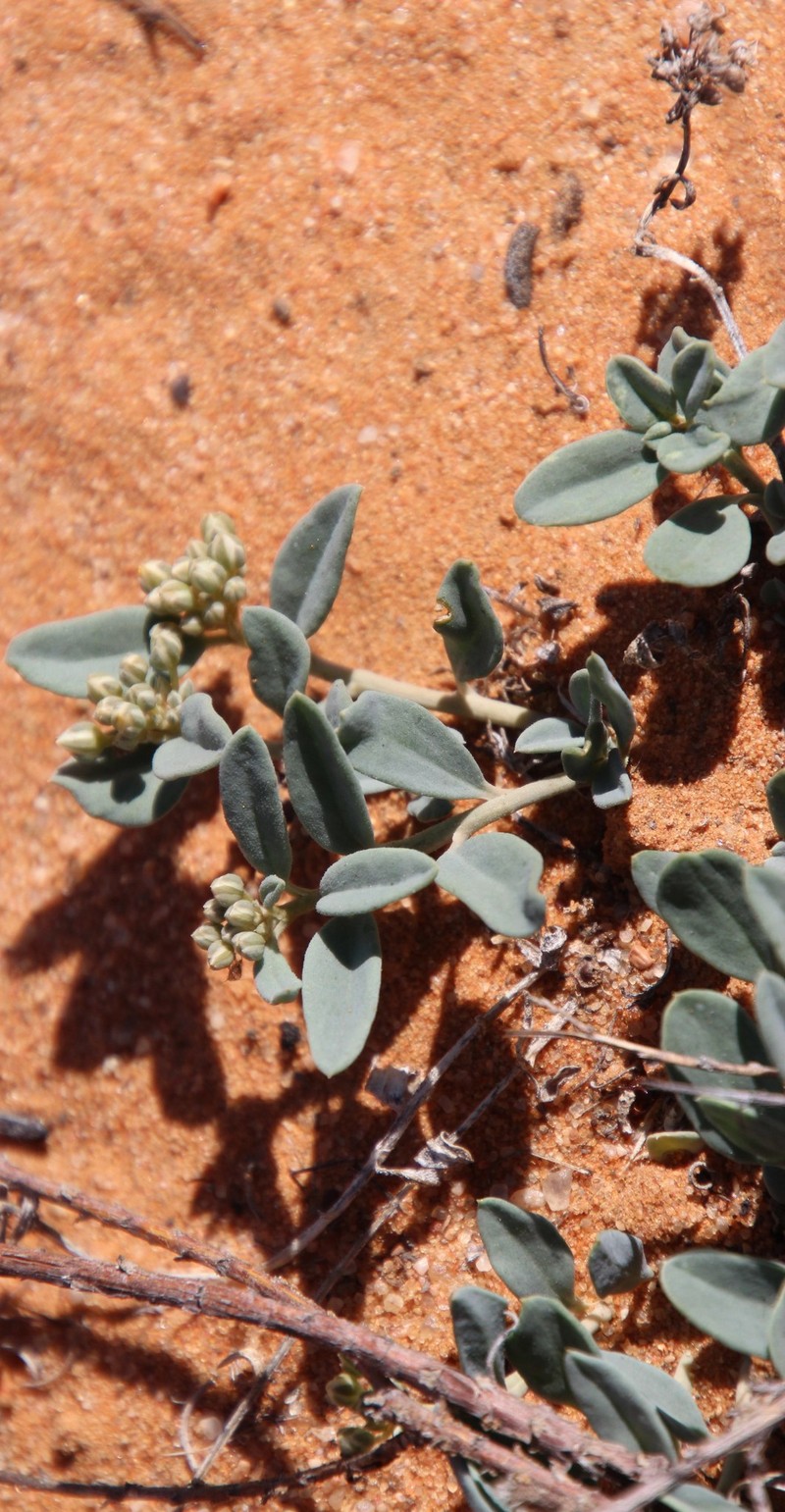 Limeum africanum subsp. canescens