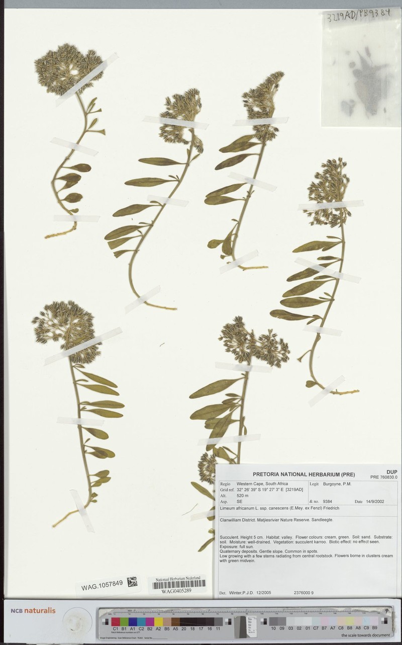 Limeum africanum subsp. canescens photo 2