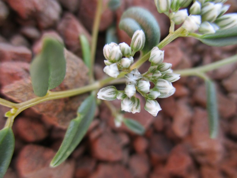Limeum argute-carinatum var. argute-carinatum photo 2