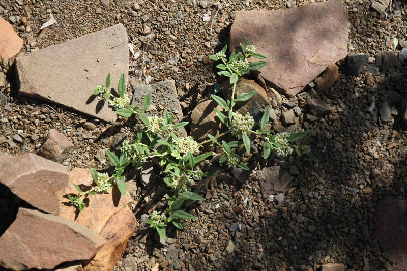 Limeum argute-carinatum var. argute-carinatum photo 3