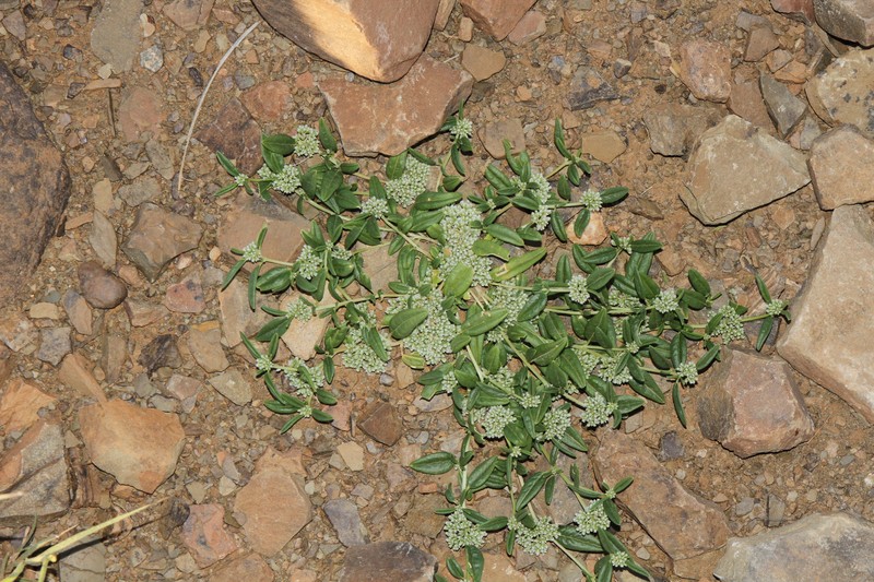 Limeum argute-carinatum var. argute-carinatum photo 4