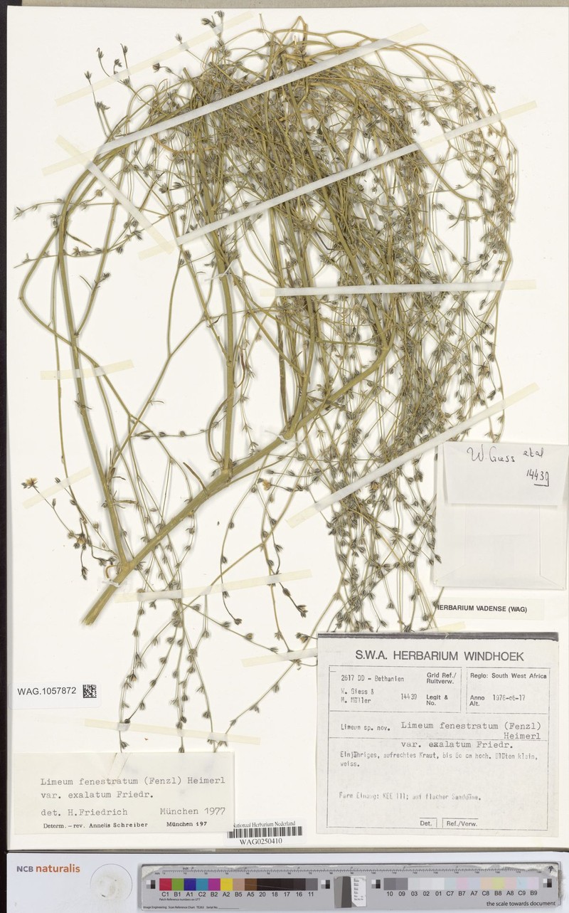 Limeum fenestratum var. exalatum