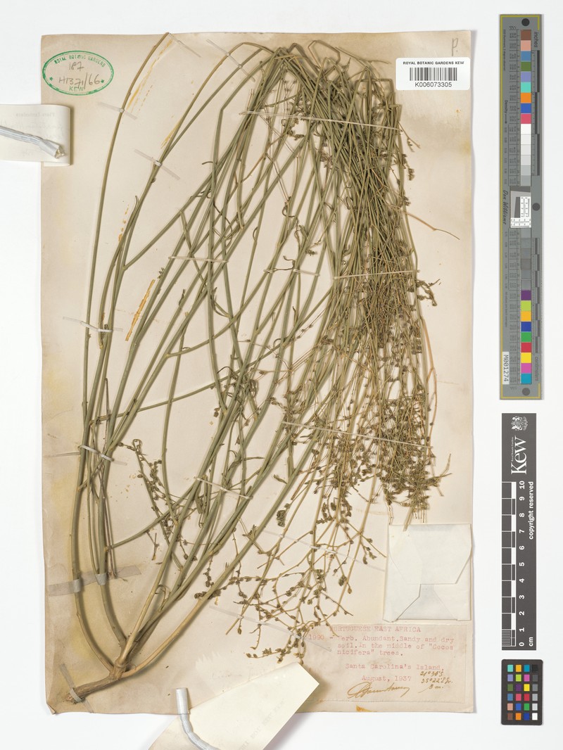 Limeum fenestratum var. exalatum photo 2