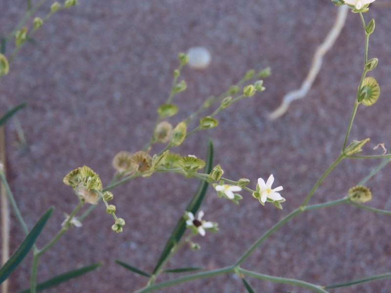 Limeum fenestratum var. fenestratum
