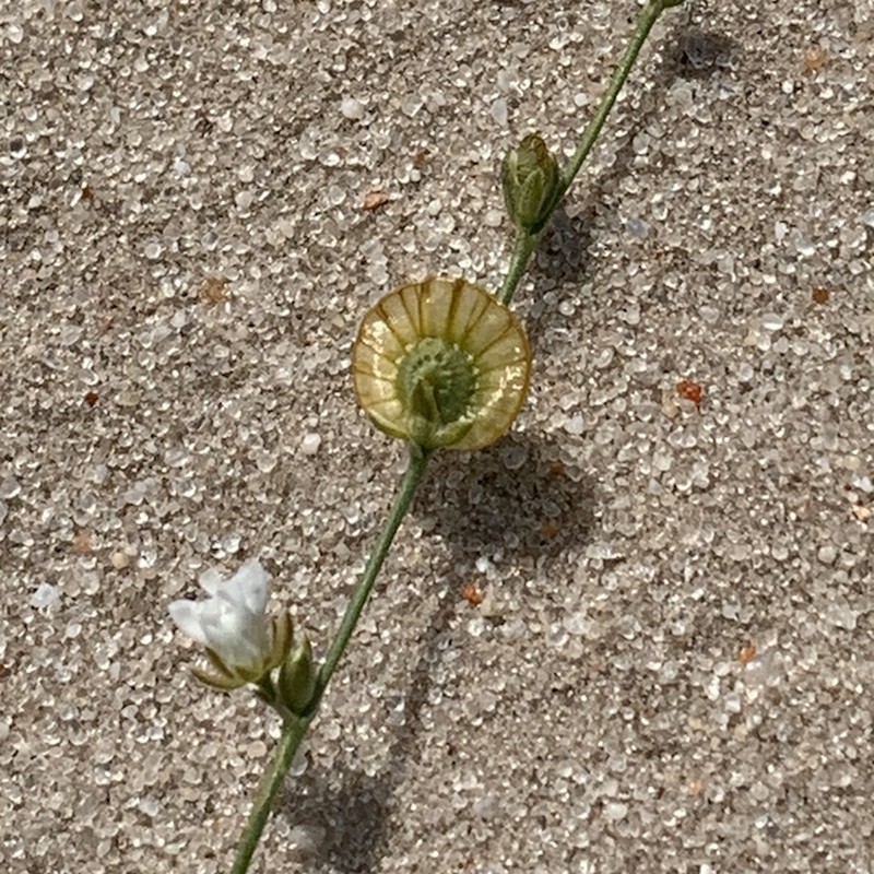 Limeum fenestratum var. fenestratum photo 3