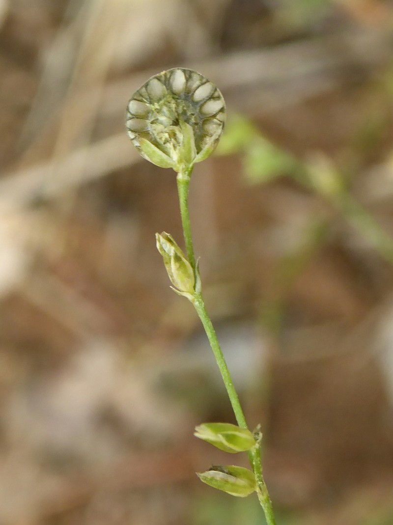 Limeum fenestratum var. fenestratum photo 4