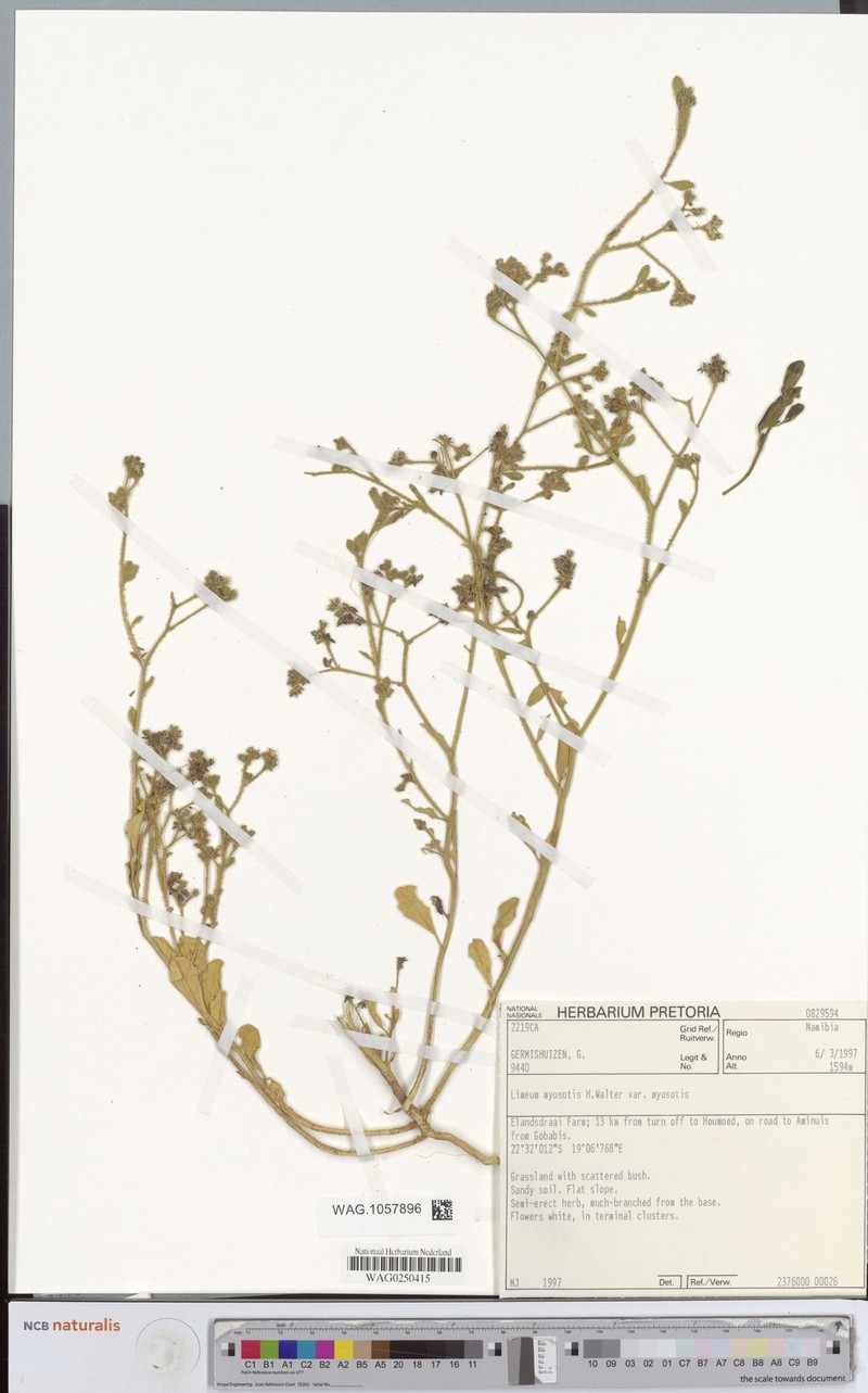 Limeum myosotis var. myosotis