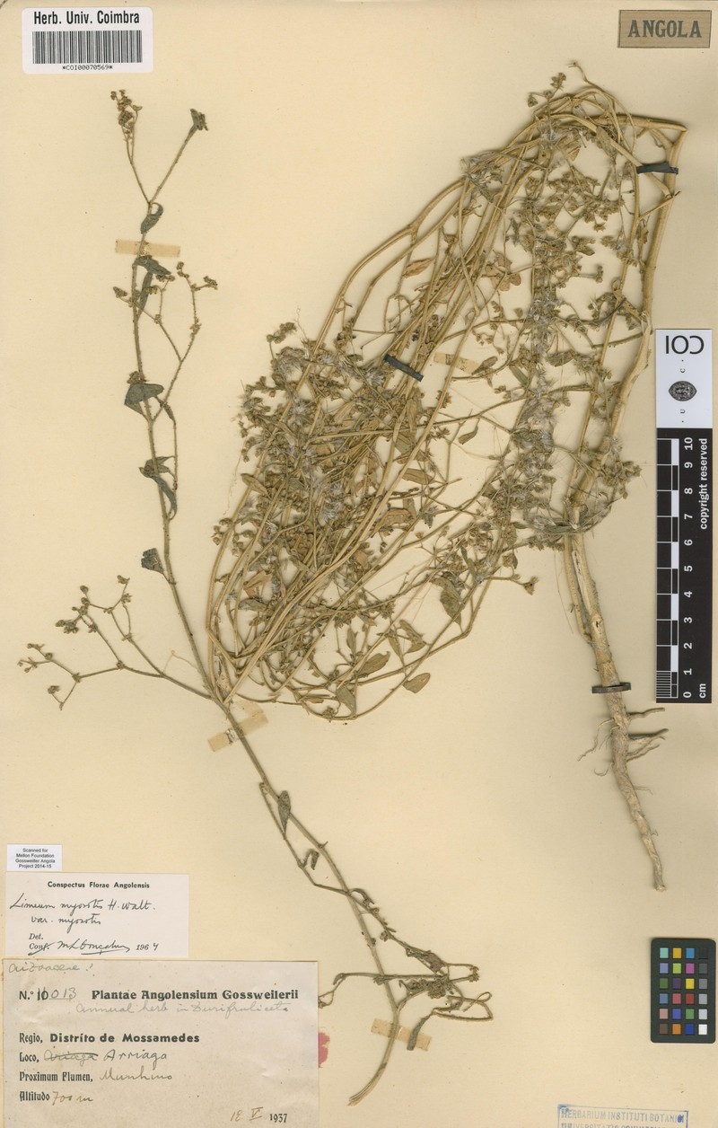 Limeum myosotis var. myosotis photo 3