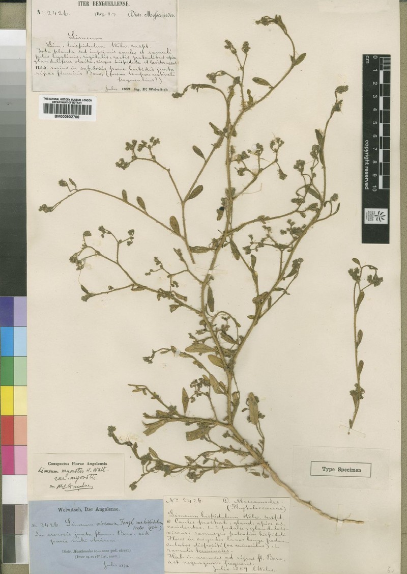 Limeum myosotis var. myosotis photo 4
