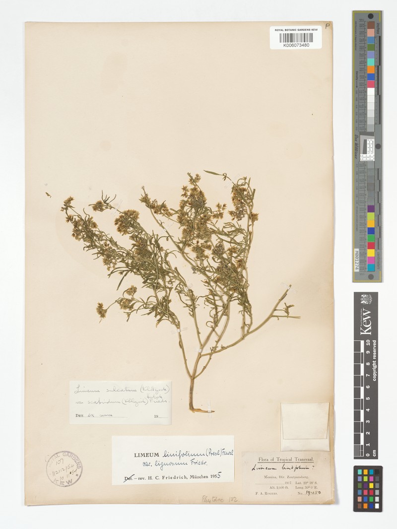 Limeum sulcatum var. scabridum