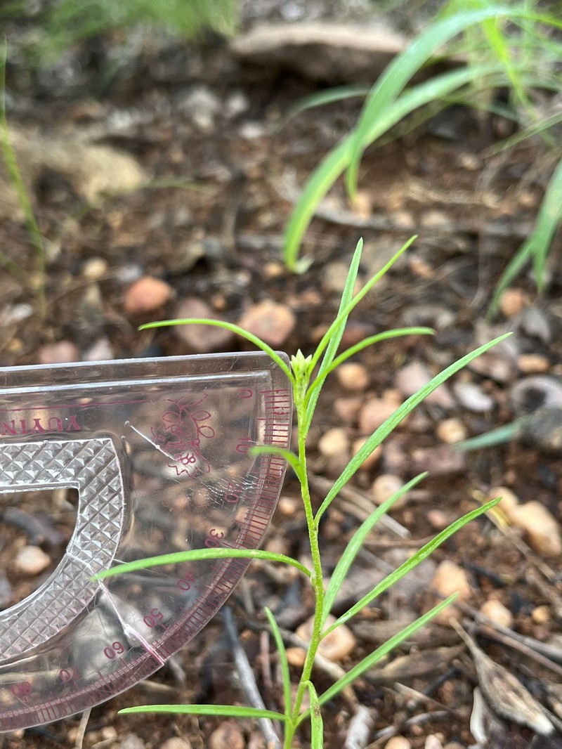 Limeum sulcatum var. sulcatum