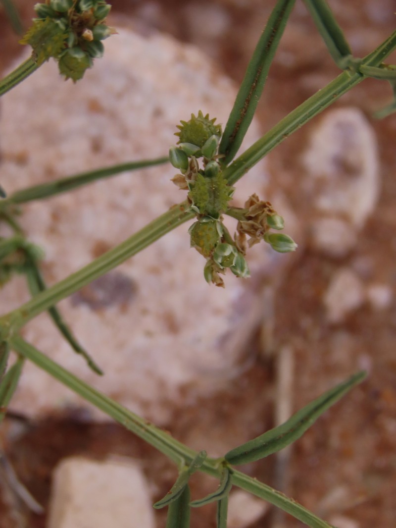 Limeum sulcatum var. sulcatum photo 2