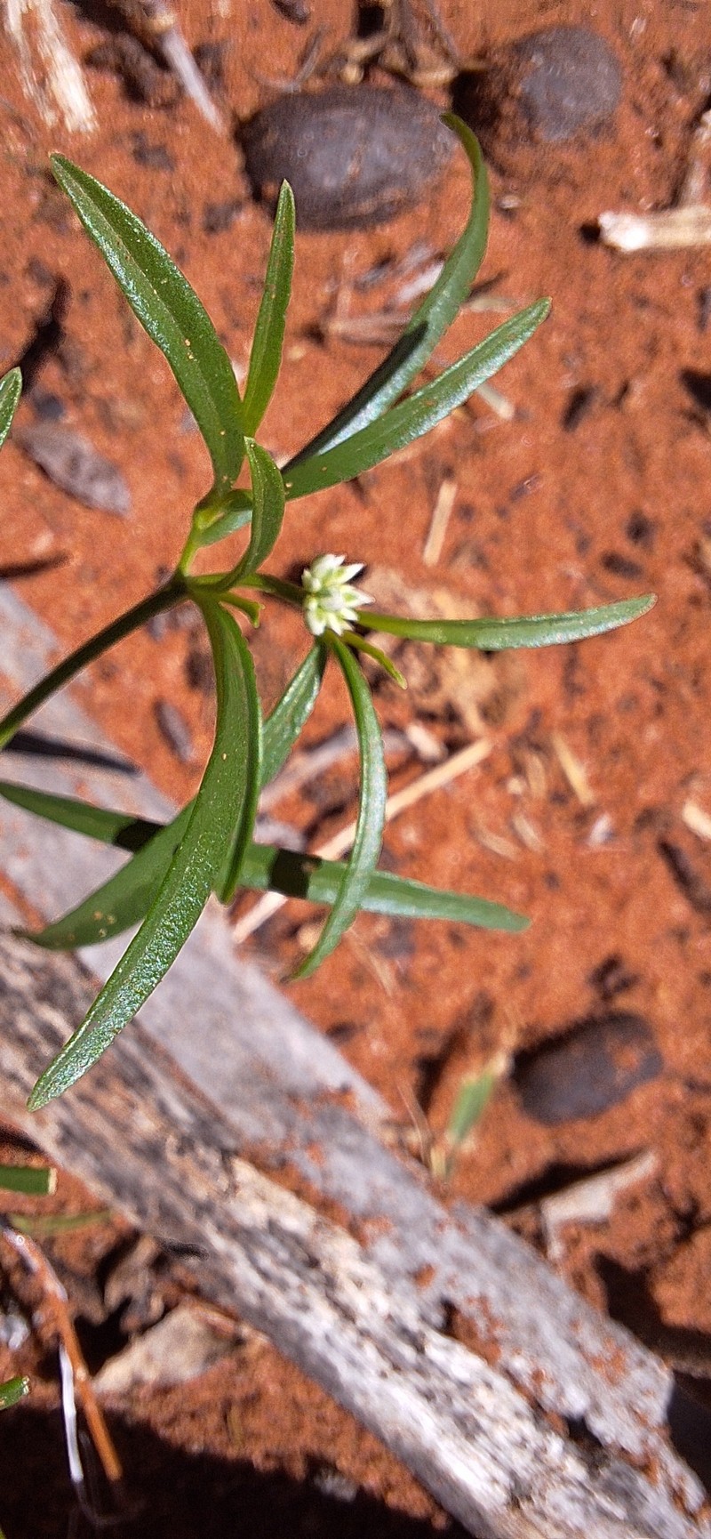 Limeum sulcatum var. sulcatum photo 3